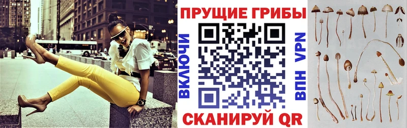 Псилоцибиновые грибы Psilocybe Псков